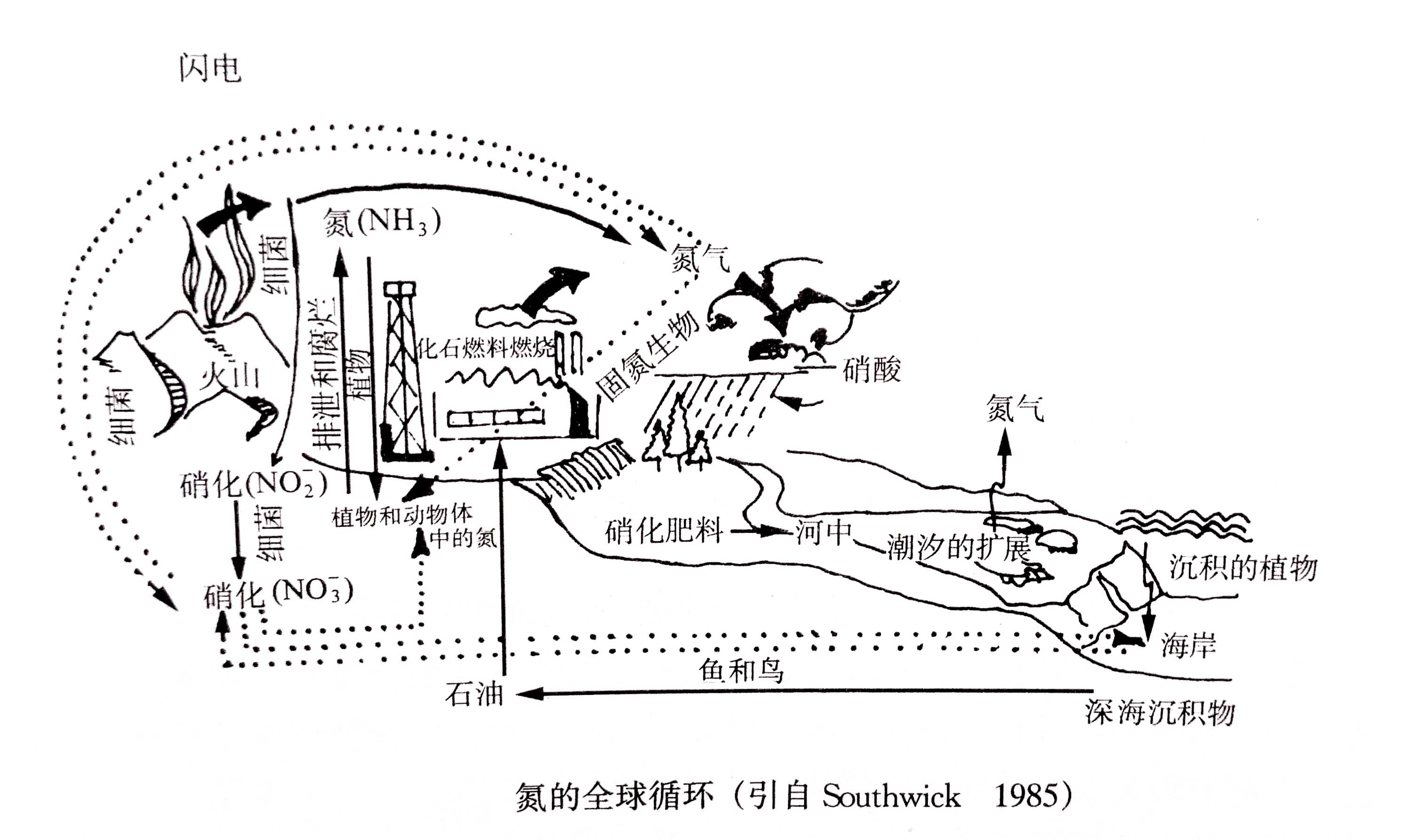 生態(tài)系統(tǒng)的物質循環(huán)——氮、磷、硫循環(huán)